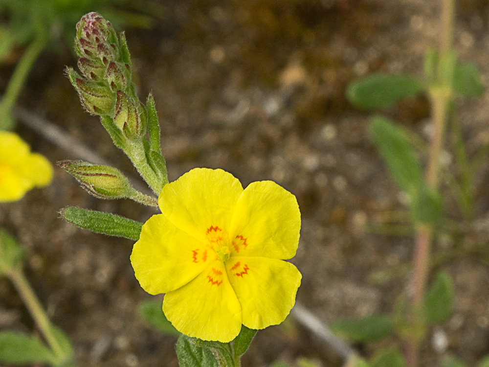 Flor de la hierba del cuadrillo (Helianthemum salicifolium)
