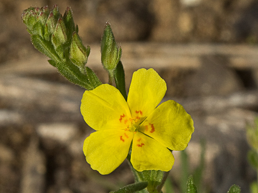 Flor de la hierba del cuadrillo (Helianthemum salicifolium)