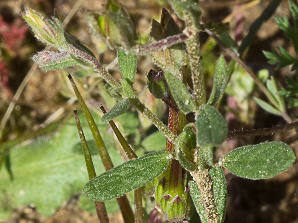 Tallo y hojas de la hierba del cuadrillo (Helianthemum salicifolium)