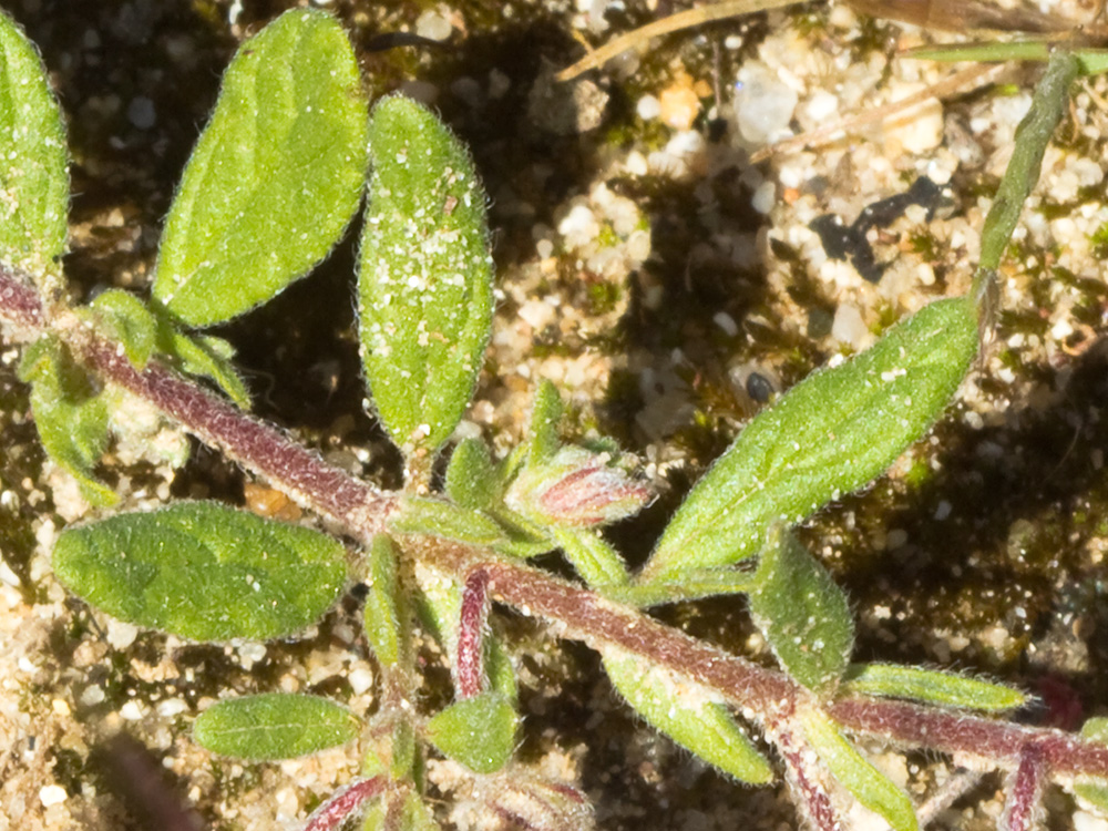 Tallo y hojas  de la hierba del cuadrillo (Helianthemum salicifolium)