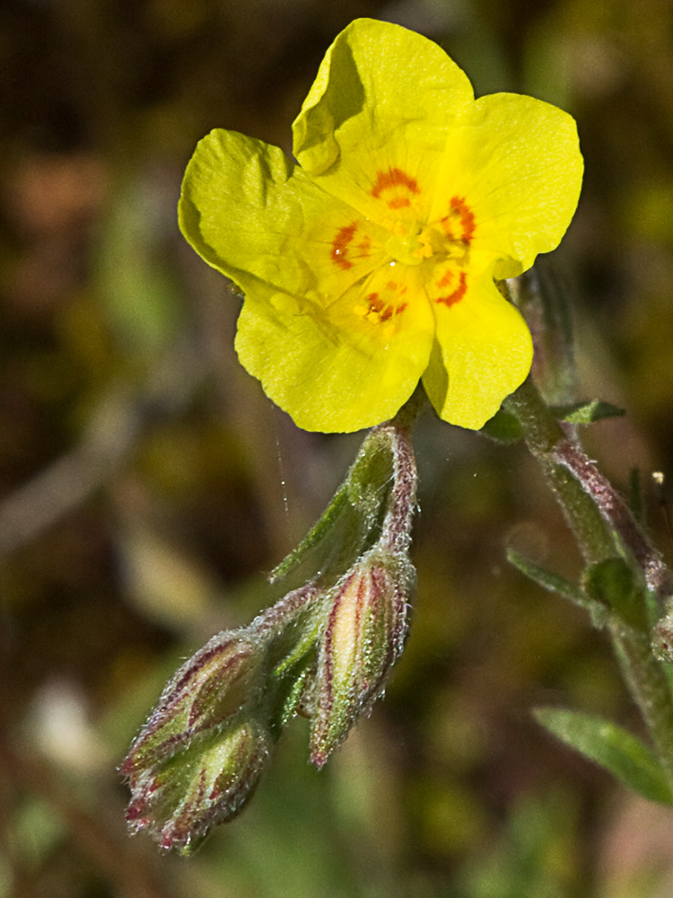 Flor de la hierba del cuadrillo (Helianthemum salicifolium)