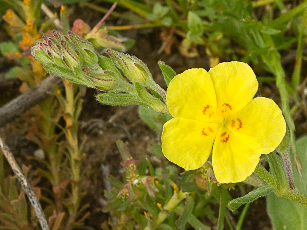 Flor de la hierba del cuadrillo (Helianthemum salicifolium)