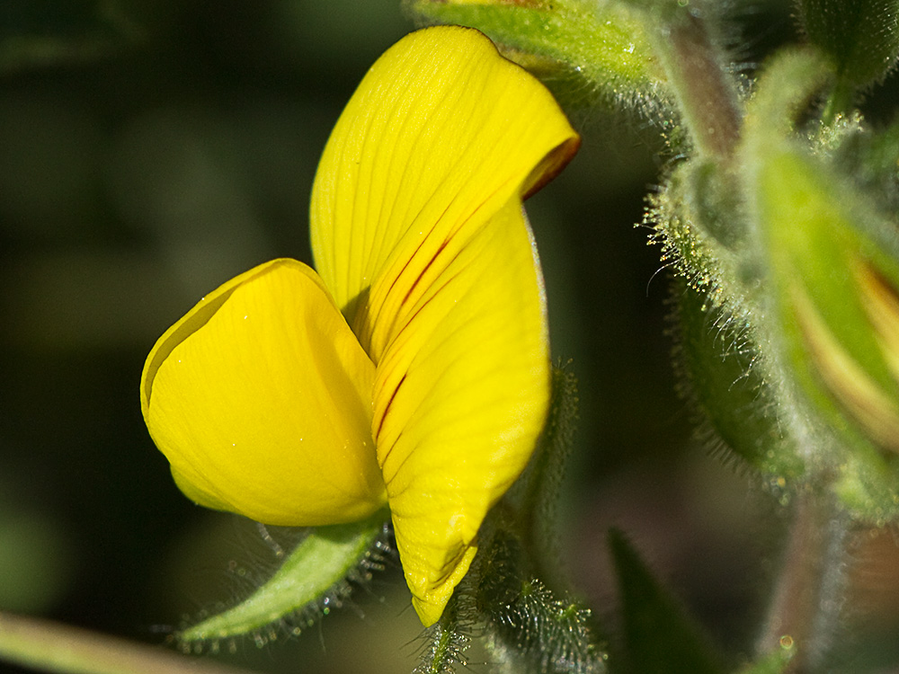 Flor de la hierba garbancera (Ononis pubescens)