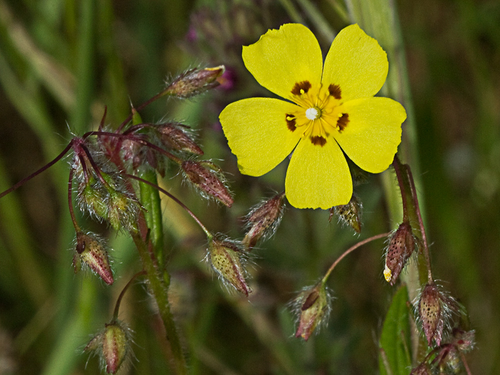 Tuberaria guttata, hierba turmera