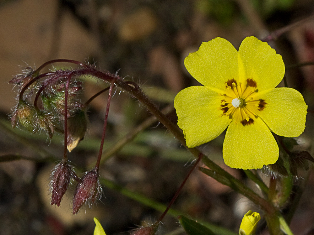 Tuberaria guttata, hierba turmera