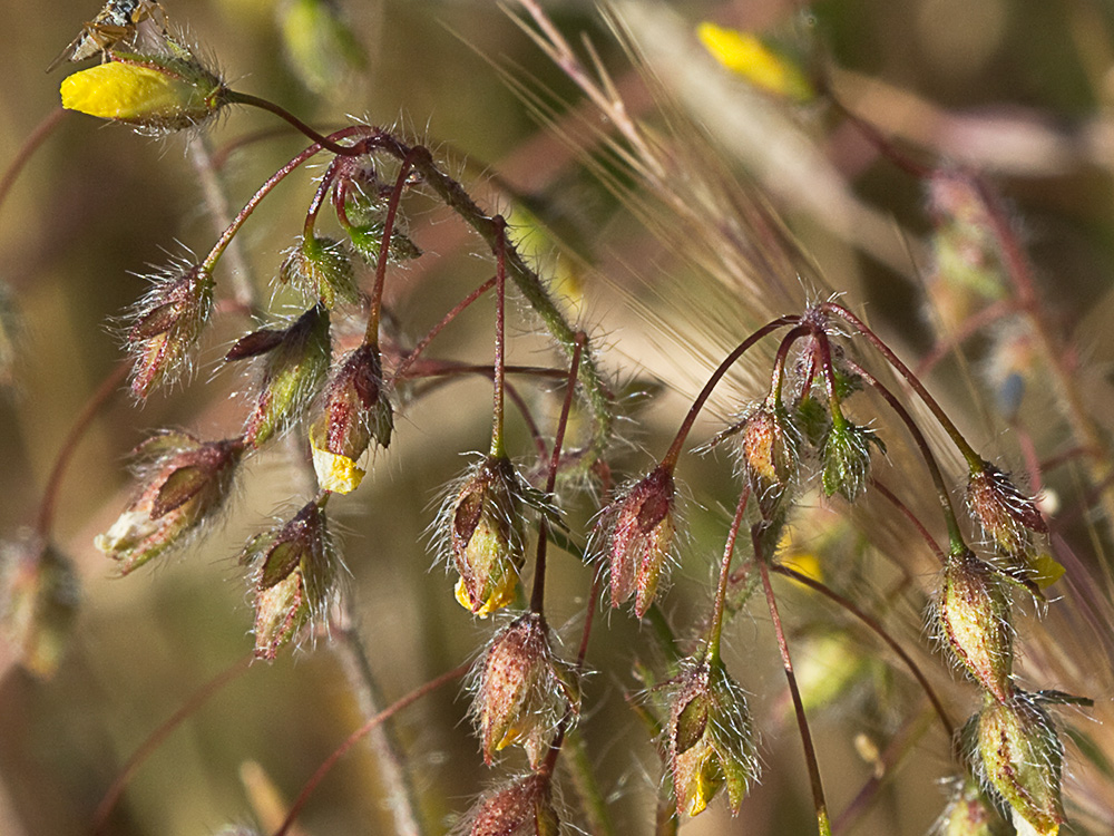 Tuberaria guttata, hierba turmera