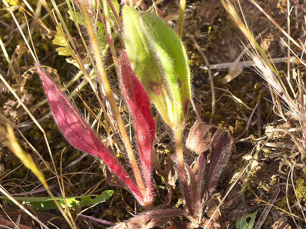 Tuberaria guttata, hierba turmera