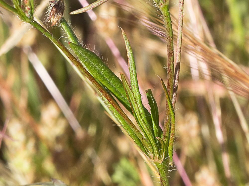 Tuberaria guttata, hierba turmera