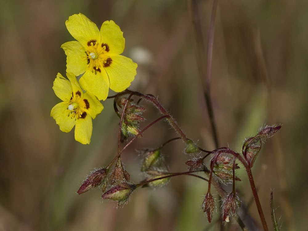 Tuberaria guttata, hierba turmera
