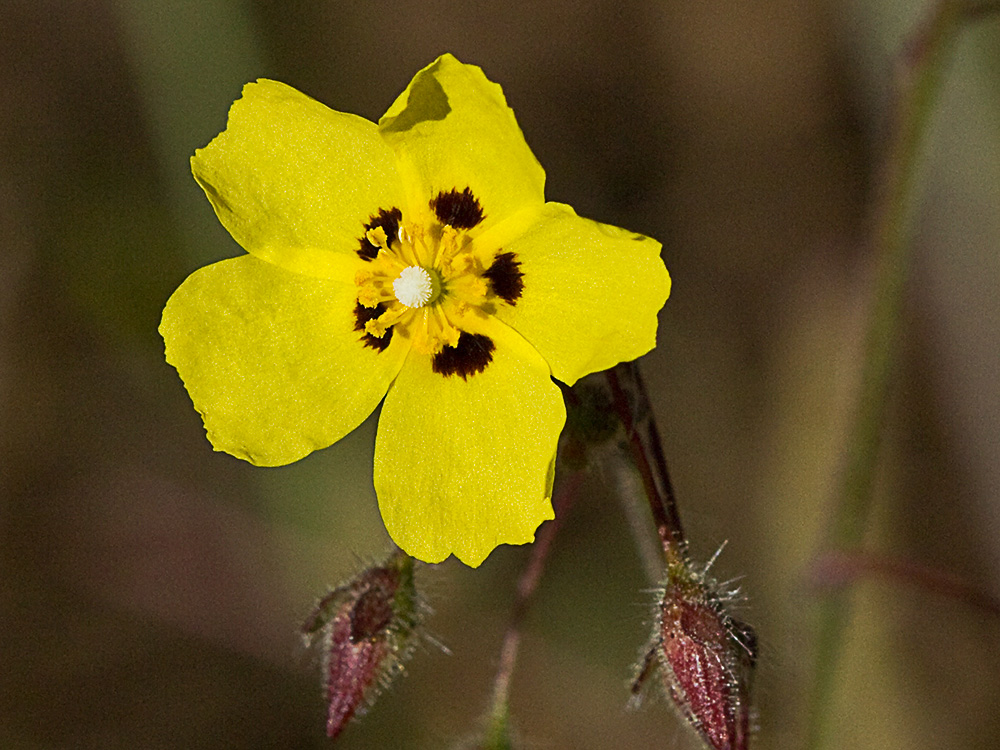 Tuberaria guttata, hierba turmera