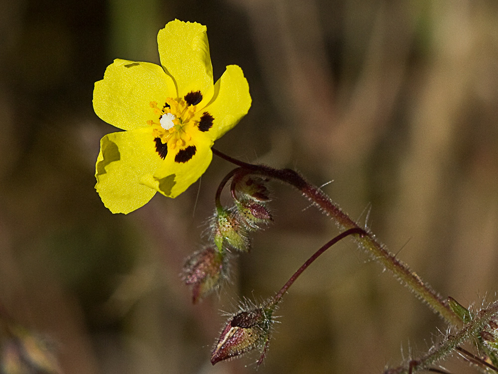 Tuberaria guttata, hierba turmera