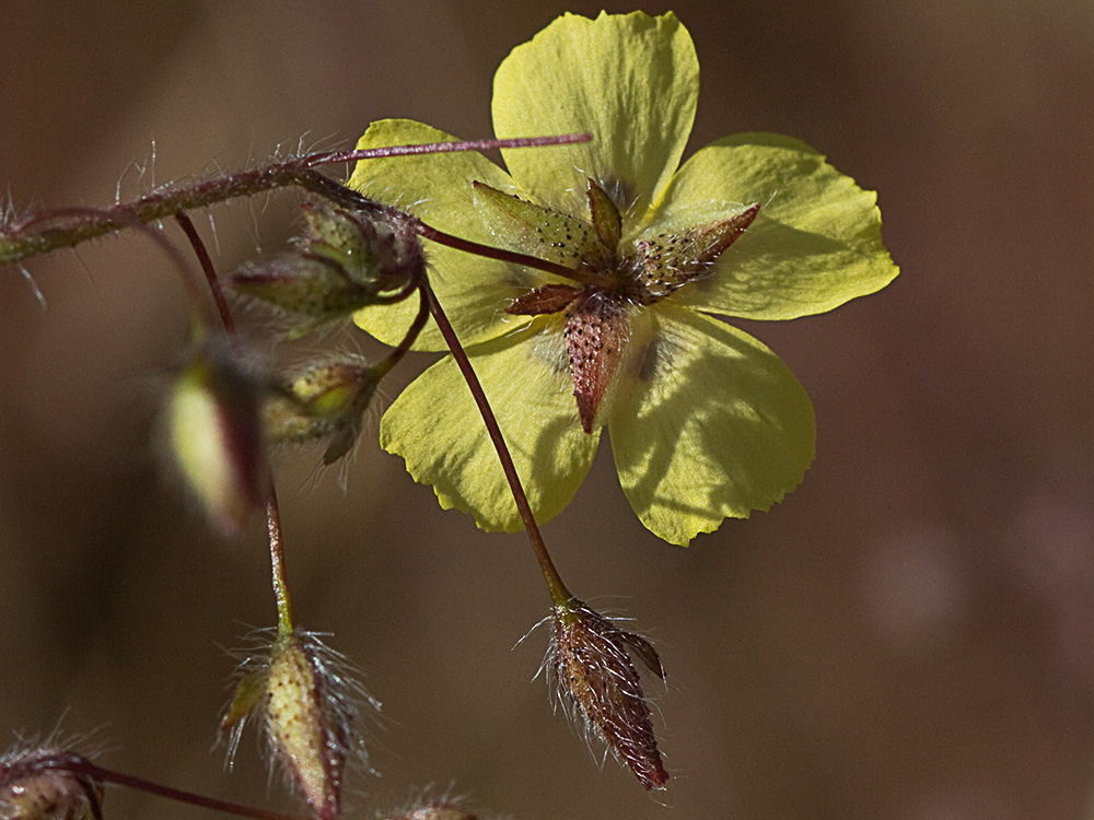 Tuberaria guttata, hierba turmera