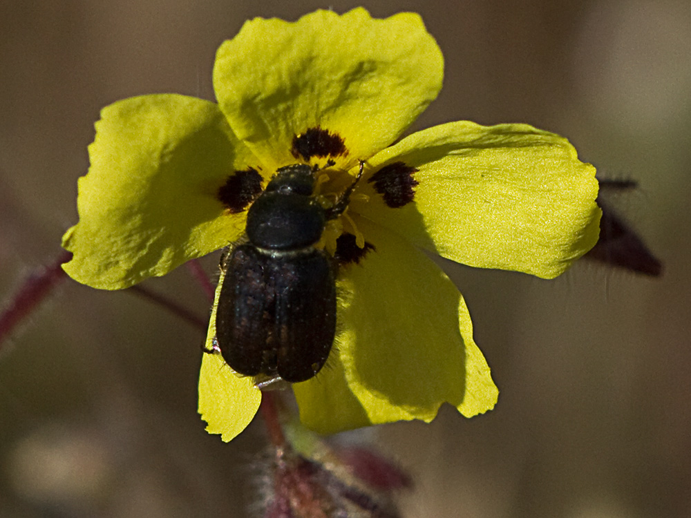 Tuberaria guttata, hierba turmera