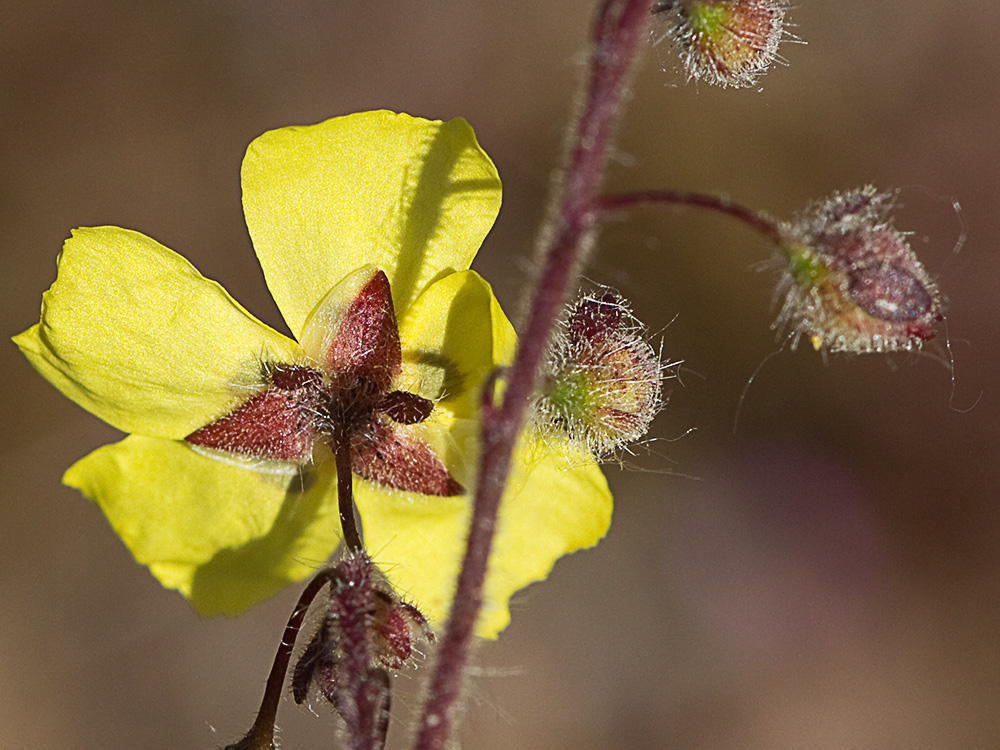 Tuberaria guttata, hierba turmera