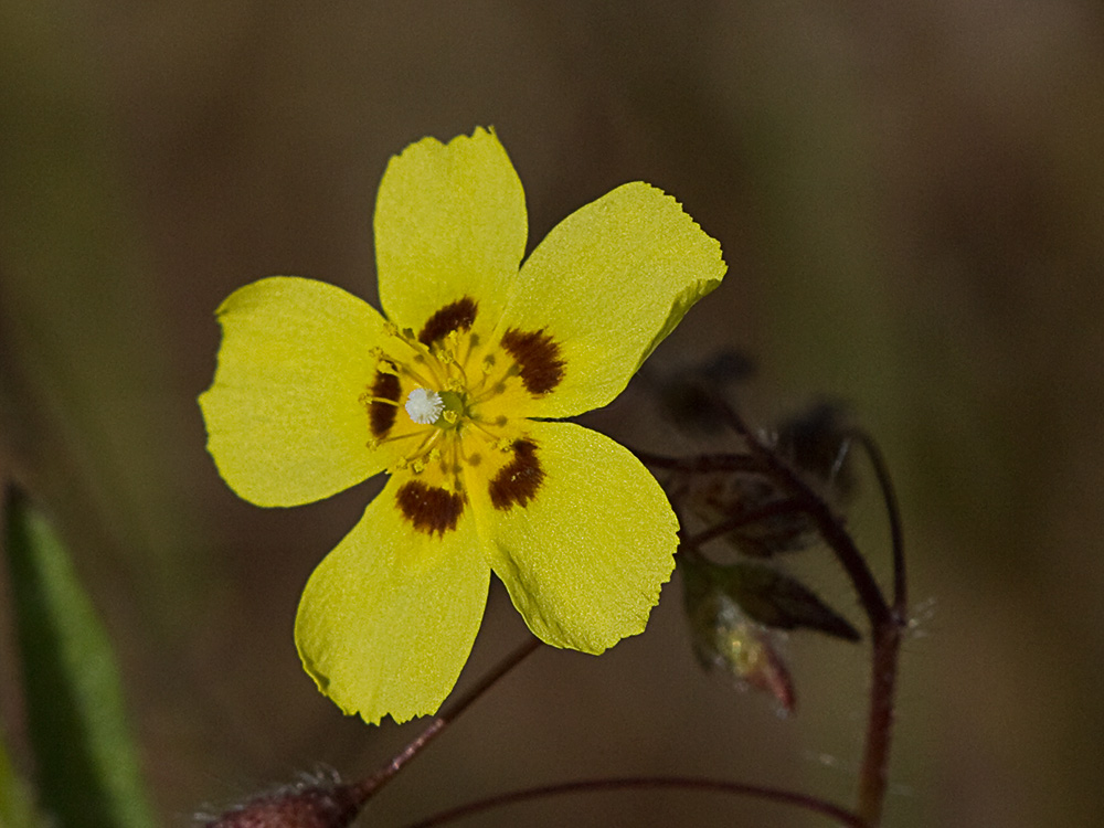 Tuberaria guttata, hierba turmera