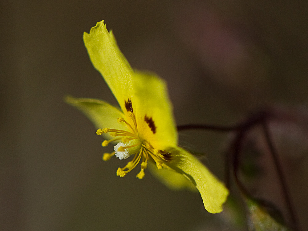 Tuberaria guttata, hierba turmera