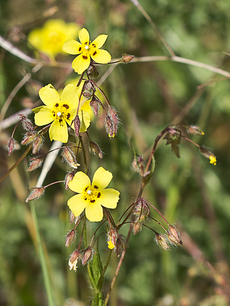 Tuberaria guttata, hierba turmera