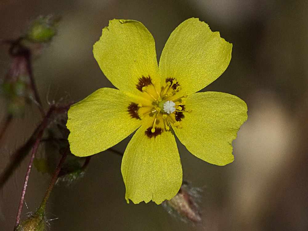 Tuberaria guttata, hierba turmera
