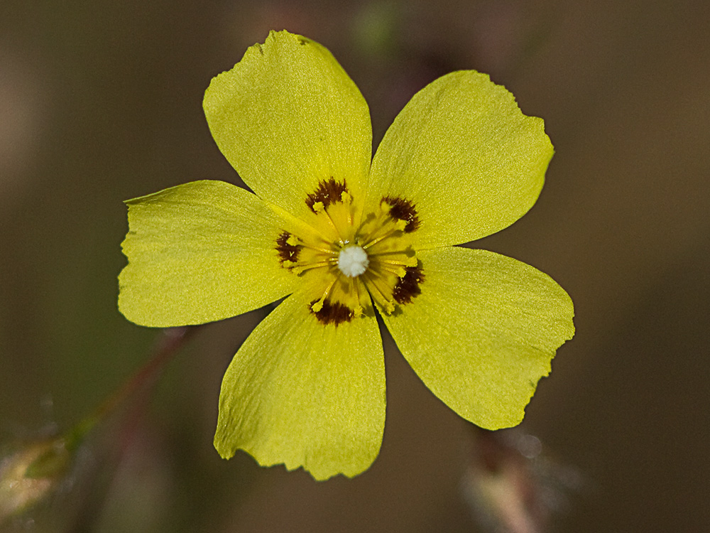Tuberaria guttata, hierba turmera