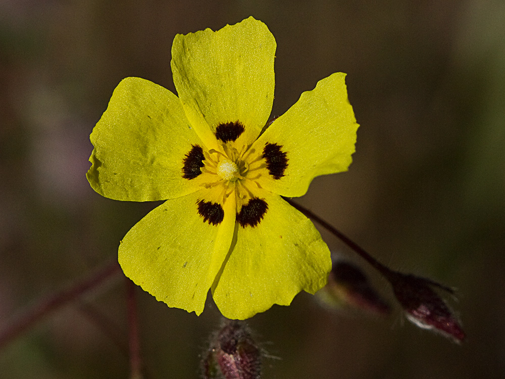Tuberaria guttata, hierba turmera