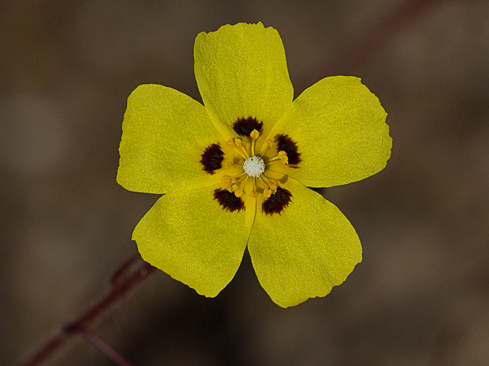 Tuberaria guttata, hierba turmera