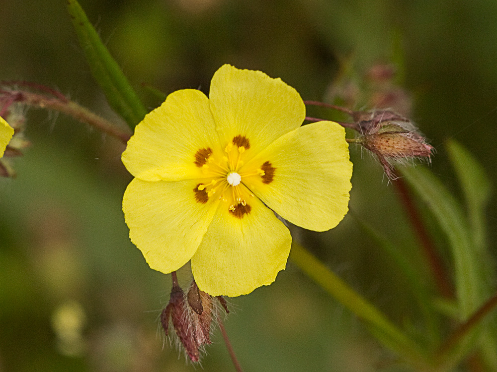 Semillas de la Tuberaria guttata, hierba turmera