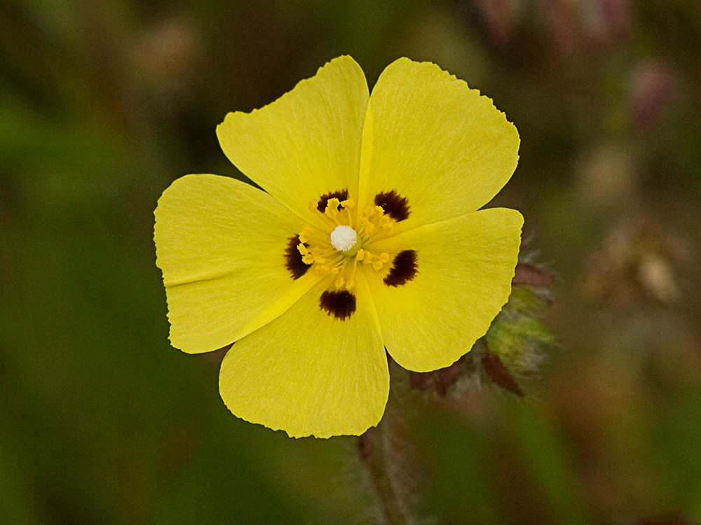 Semillas de la Tuberaria guttata, hierba turmera