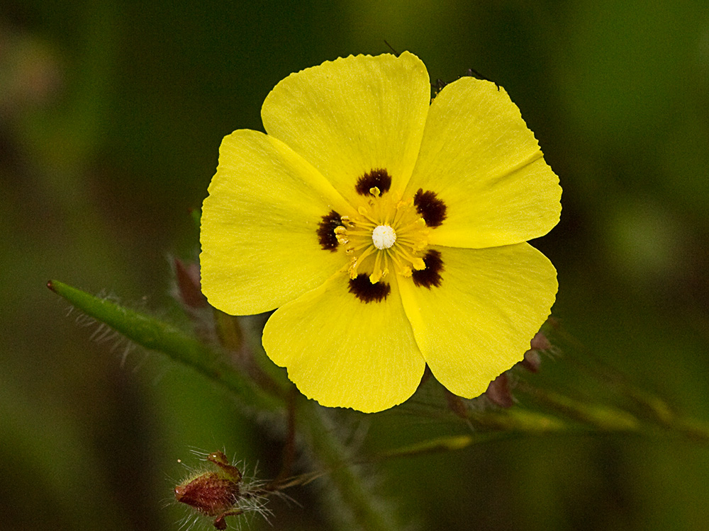 Semillas de la Tuberaria guttata, hierba turmera