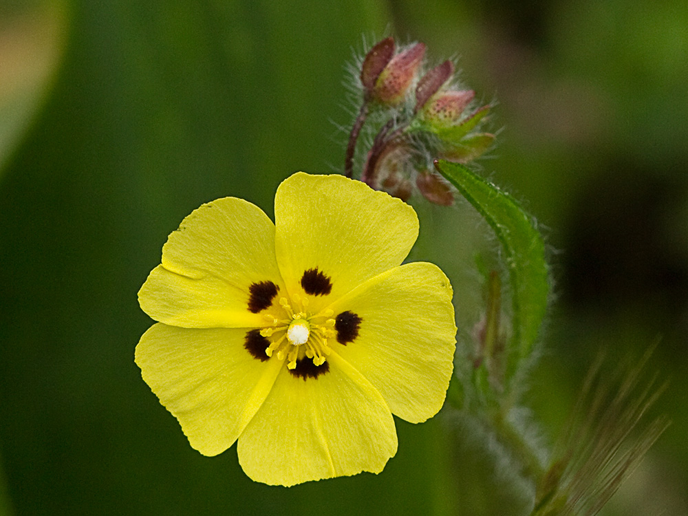 Semillas de la Tuberaria guttata, hierba turmera