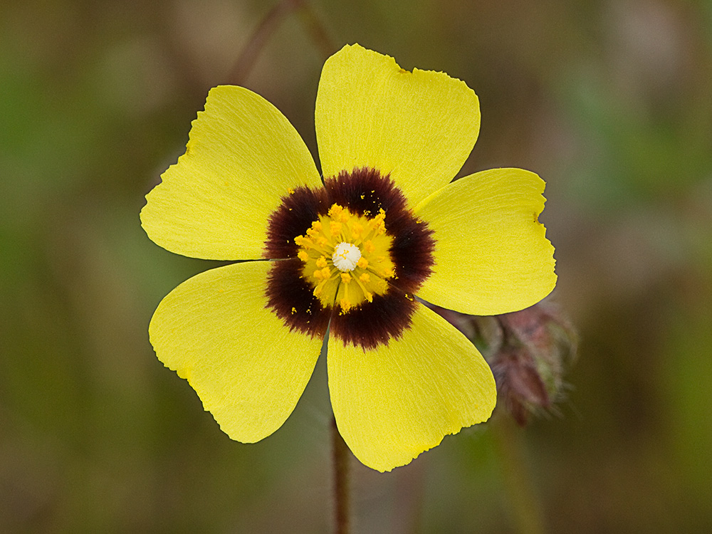 Semillas de la Tuberaria guttata, hierba turmera