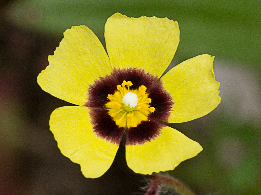 Semillas de la Tuberaria guttata, hierba turmera