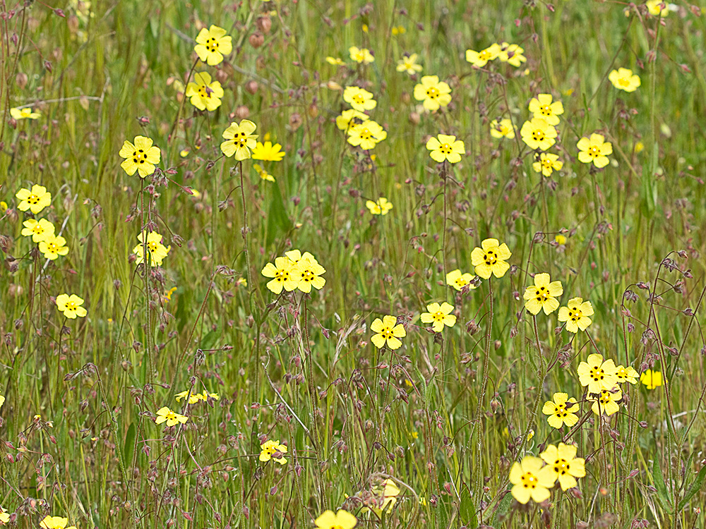 Semillas de la Tuberaria guttata, hierba turmera