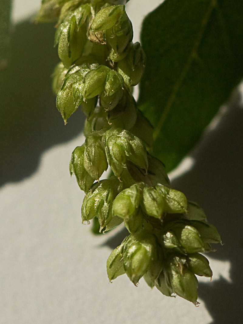 Hieron (Amaranthus muricatus)