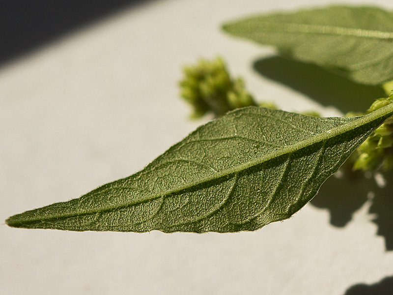 Hieron (Amaranthus muricatus)