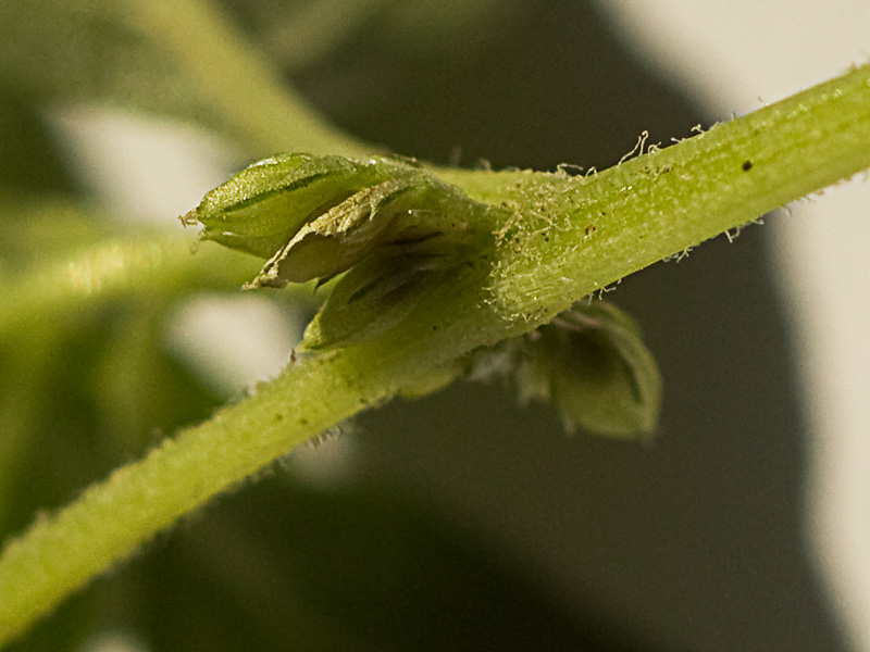Hieron (Amaranthus muricatus)