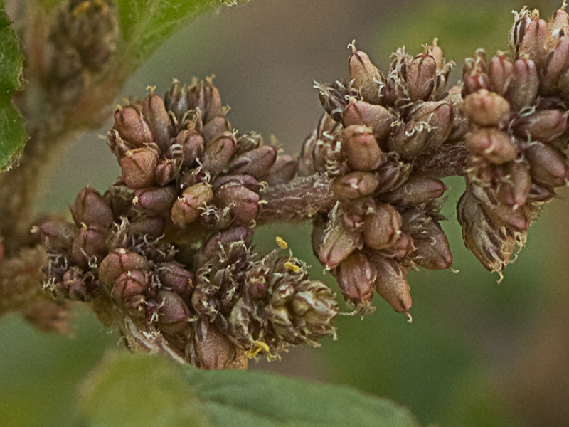 Hieron (Amaranthus muricatus)