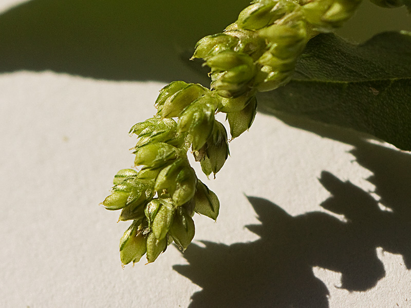 Hieron (Amaranthus muricatus)