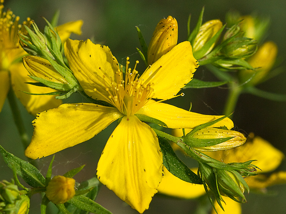 Hipérico, hierba de las heridas (Hypericum perforatum)