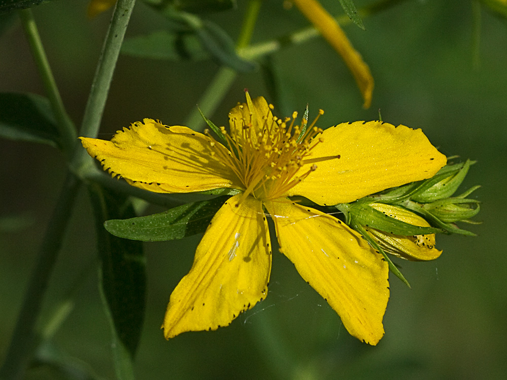 Hipérico, hierba de las heridas (Hypericum perforatum)
