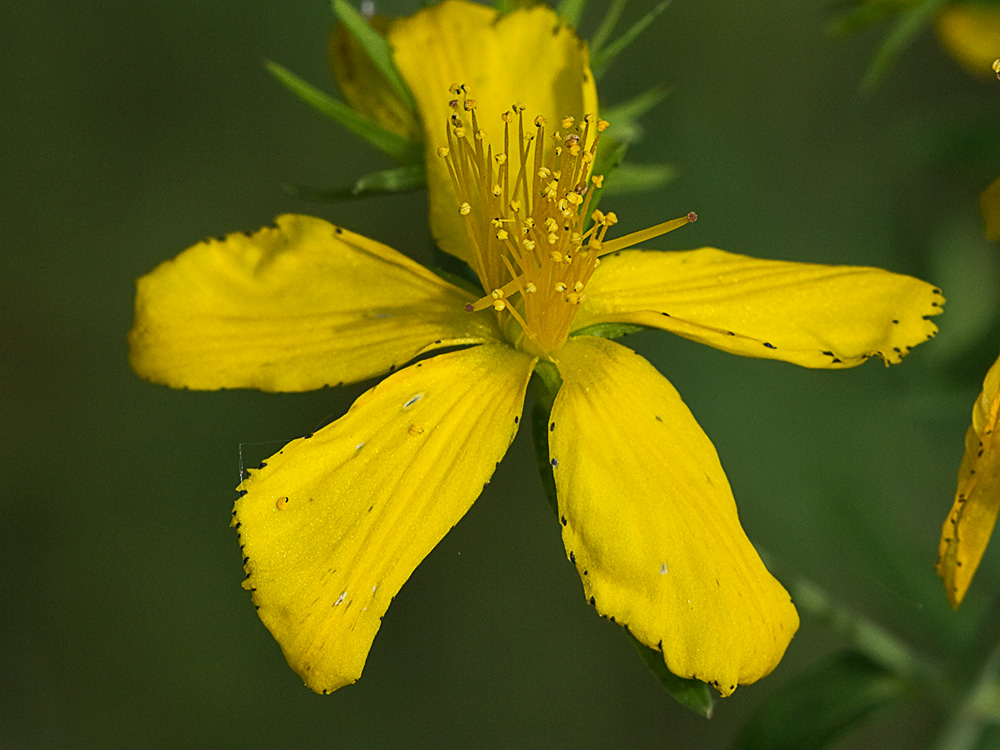 Hipérico, hierba de las heridas (Hypericum perforatum)