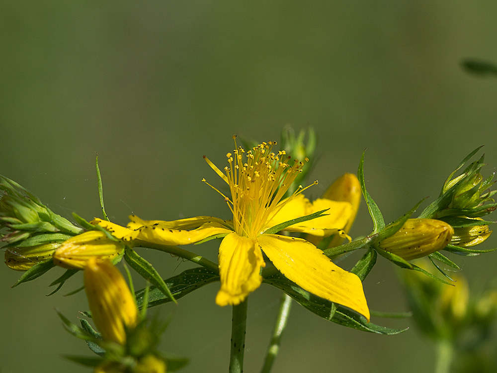 Hipérico, hierba de las heridas (Hypericum perforatum)