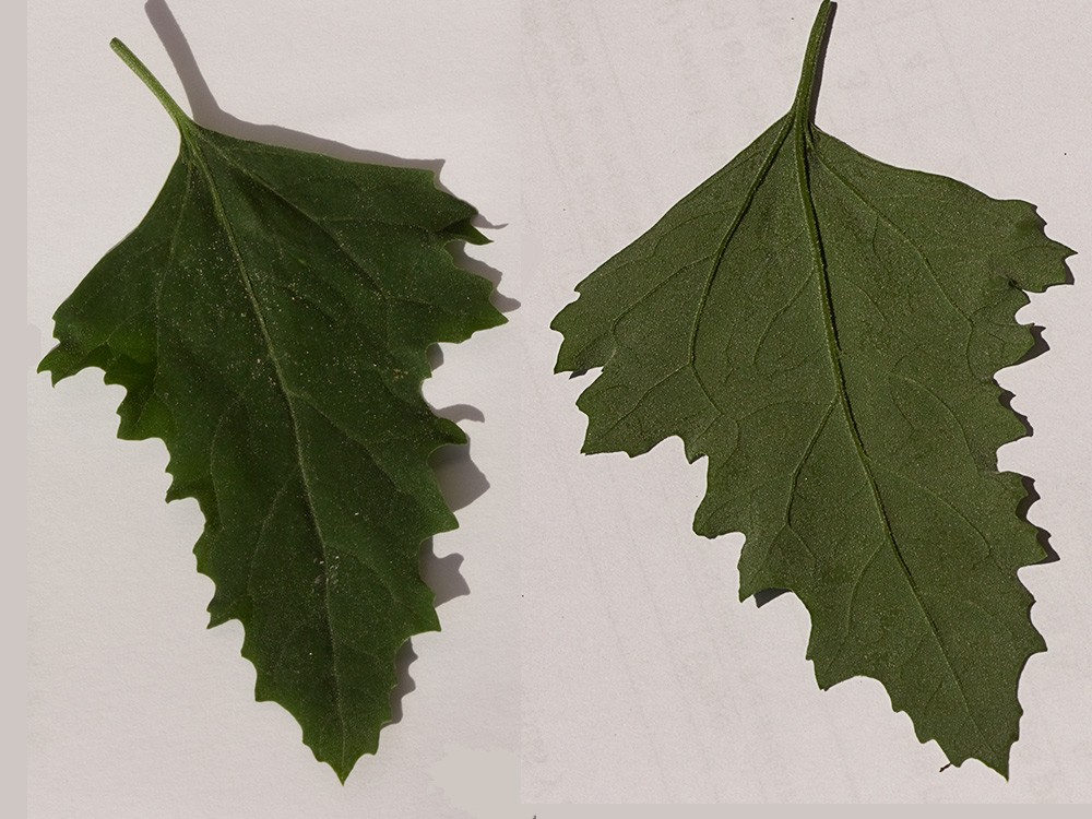 Haz y envés de la hoja del Cenizo (Chenopodium album)