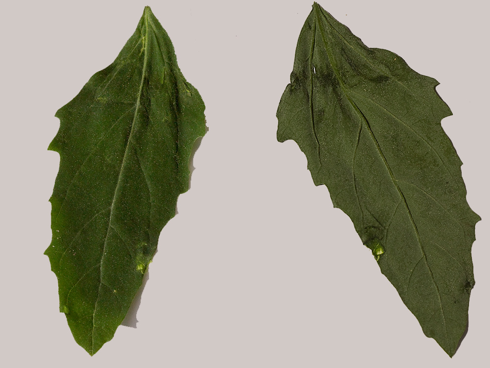 Haz y envés de la hoja del Cenizo (Chenopodium album)