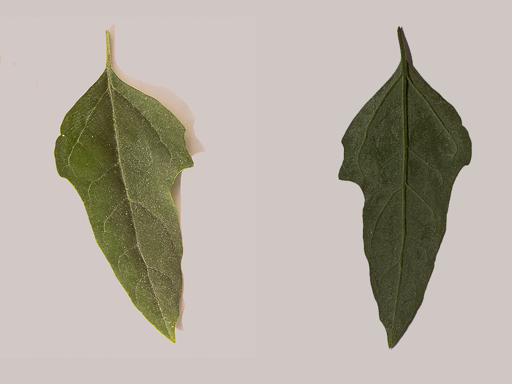 Haz y envés de la hoja del Cenizo (Chenopodium album)