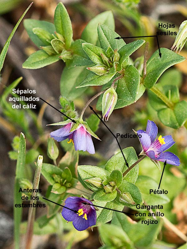 Mata de Anagallis (Anagallis arvensis var. caerulea)