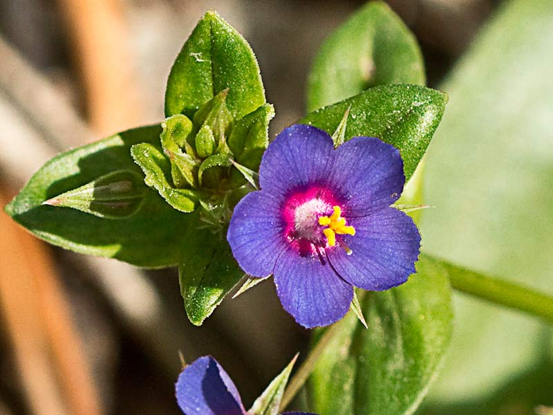 Flor Anagallis (Anagallis arvensis var. caerulea)