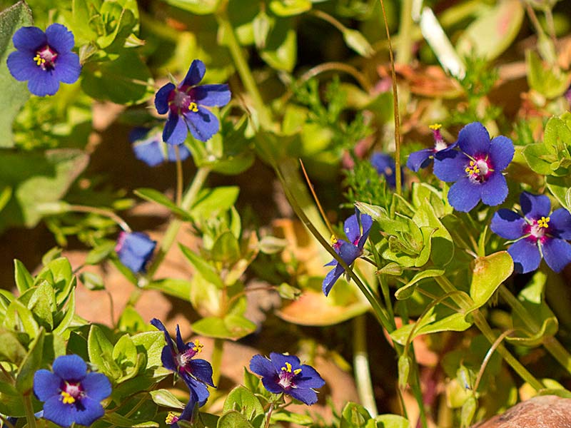 Matas de Anagallis (Anagallis arvensis var. caerulea)