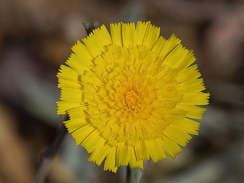 Inflorescencia del ajonje (Andryala ragusina)