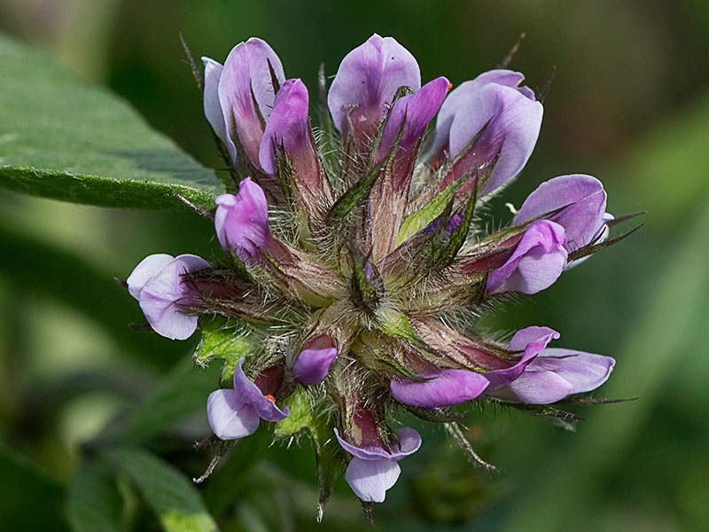 Inflorescencia en racimo del Astragalus sesameus