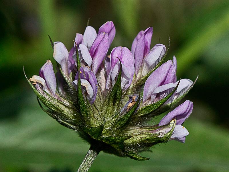  Cabezuelas de la Inflorescencia del Astragalus sesameus